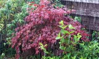 Regen