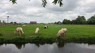 Veel bewolking 