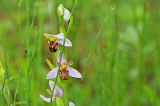 Wilde bijenorchis
