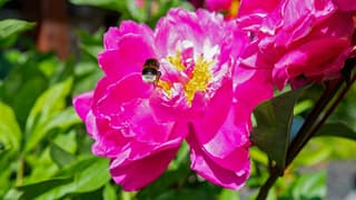 Pioenroos met Hommel