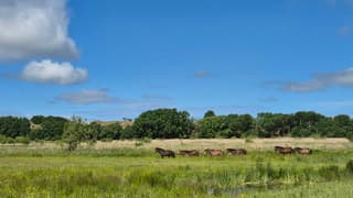 Exmoor Pony's aan de wandel