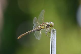Libelle 