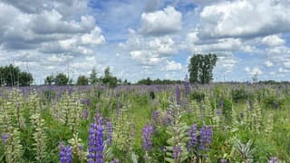 Vanmorgen was het droog met een afwisseling van zon en wolken