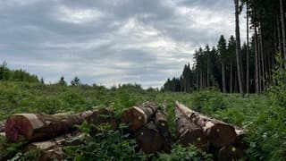 Bewolkte start van de dag in de Ardennen, België 