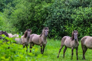 Wilde paarden in Midwolderbos