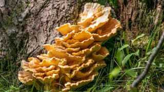 Zwammen tegen de boom aan in de Oranjezon