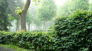 Regenbuien 