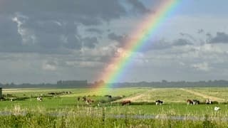 Regenboog 