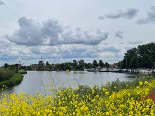 Het raapzaad geeft kleur aan een grijze dag 
