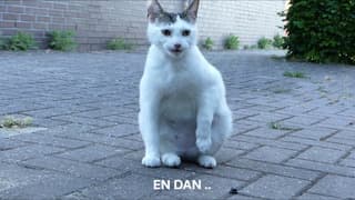 Vanmorgen !