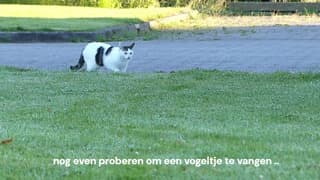 Vanmorgen !