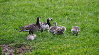 Ganzenfamilie