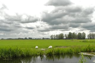 Zwanen donkere wolken