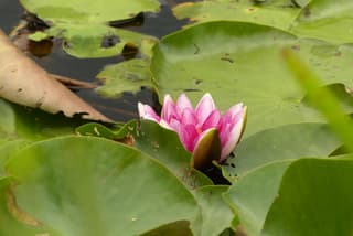 Waterlelie